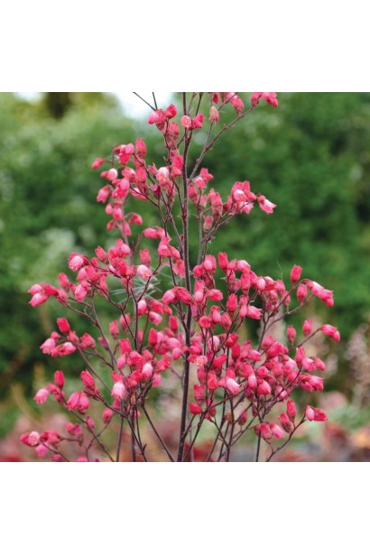 Квіти гейхери Glitter крупним планом